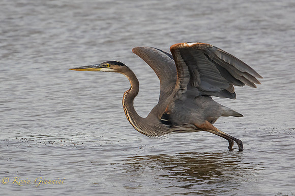 Heron Take-Off Series