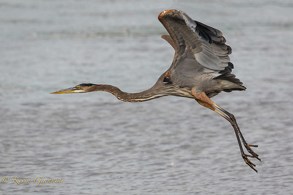 Heron Take-Off Series