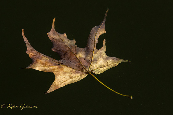 The falling leaves drift by the window...