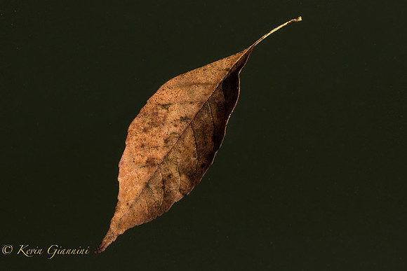 The falling leaves drift by the window...