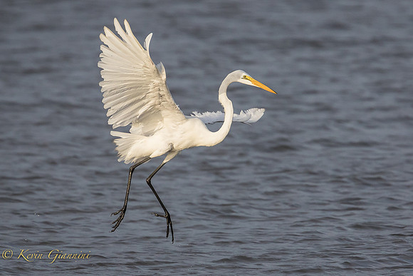 Great Egret in flight