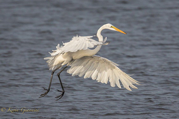 Great Egret in flight