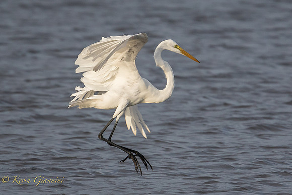 Great Egret in flight