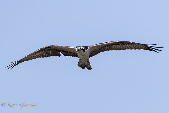 Osprey in flight