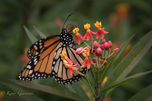 Arboretum at Wilmington, NC