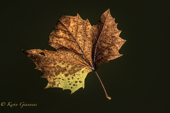 The falling leaves drift by the window...