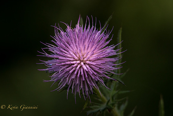Thistle