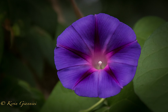 Morning Glory