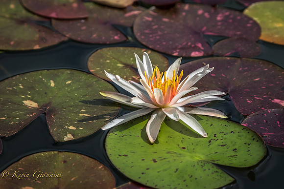 Lily pads