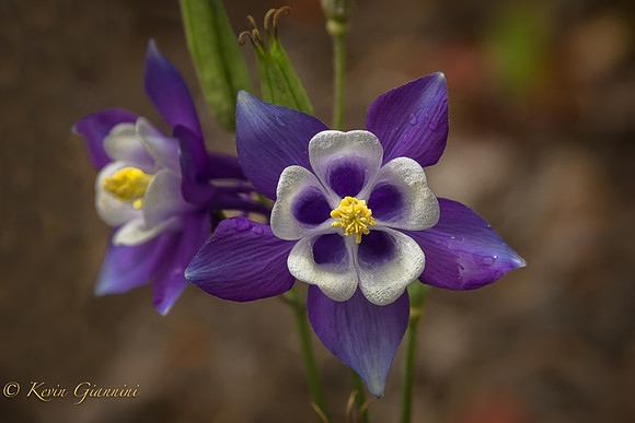 Front yard 5/19/15