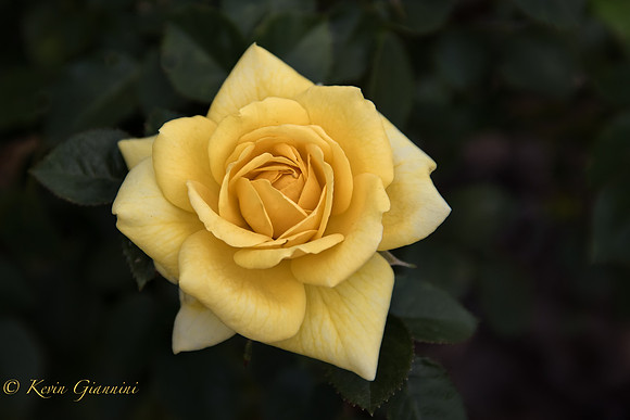 Yellow Rose