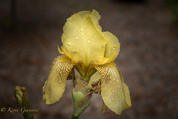 Bearded Iris