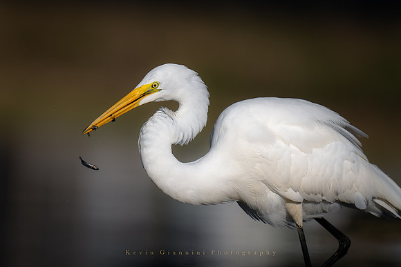 Great Egret