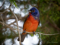 Painted Bunting