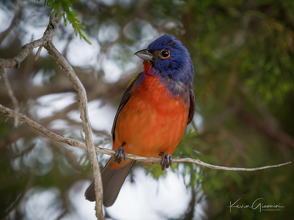 Painted Bunting