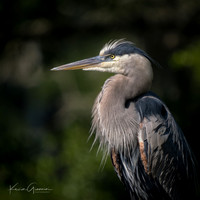 Great Blue Heron portrait