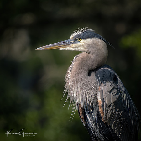 Great Blue Heron portrait