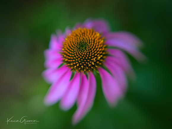 Macro
