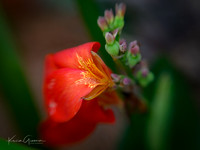 Macro
