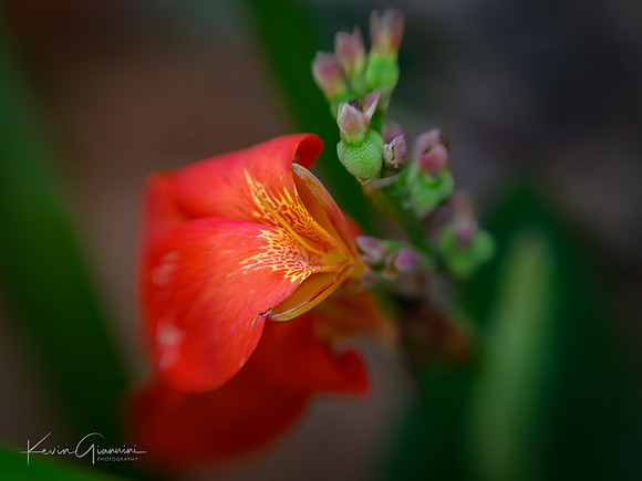 Macro