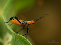 Milkweed Assassin Bug
