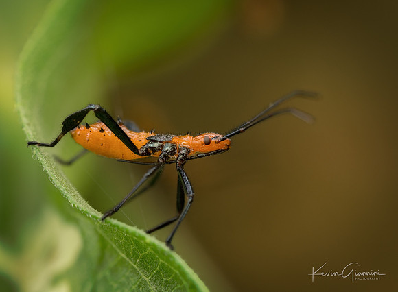 Milkweed Assassin Bug