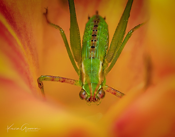 Scudder's Bush Katydid