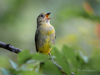 Painted Bunting