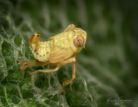 Coppery Leafhopper