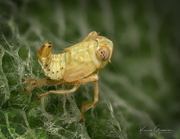 Coppery Leafhopper