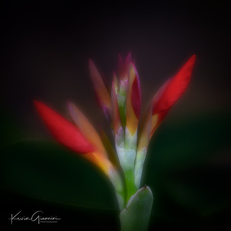 Heliconia