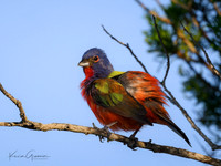 Painted Bunting