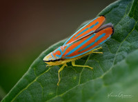 Red-banded Leafhopper