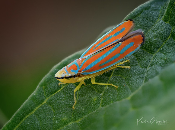 Red-banded Leafhopper