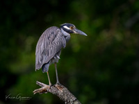 Yellow-crowned Night Heron