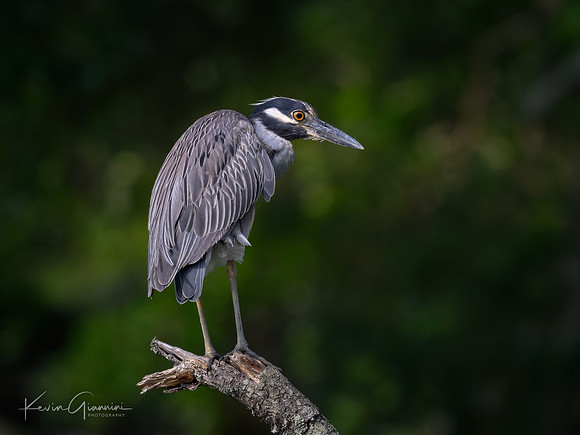 Yellow-crowned Night Heron