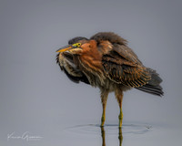 Green Heron