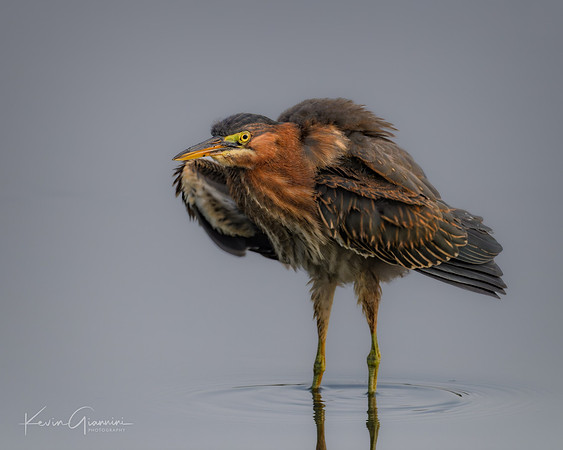 Green Heron