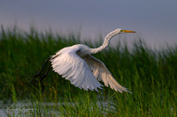 Great Egret