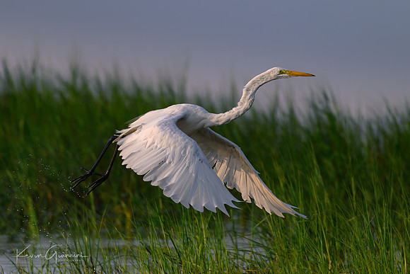 Great Egret