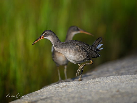 Clapper Rails