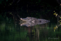 American Alligator
