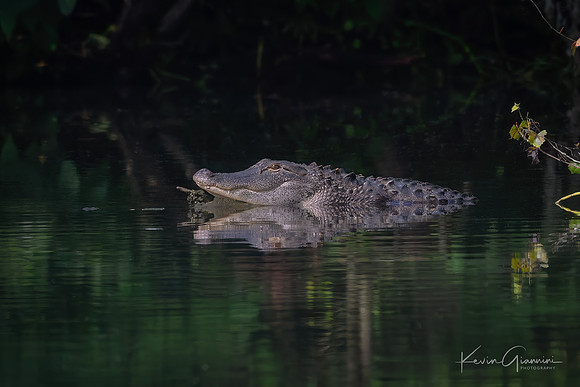 American Alligator