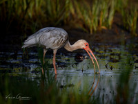 White Ibis