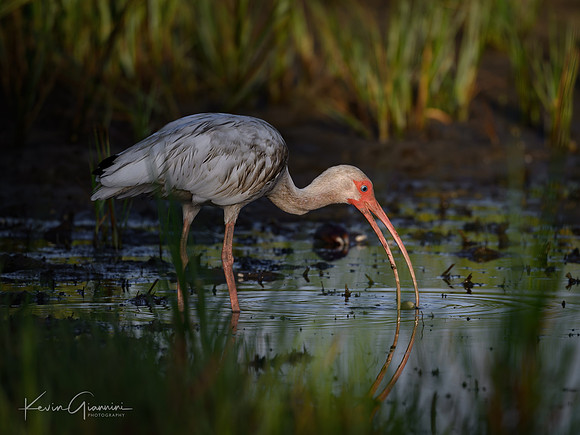 White Ibis
