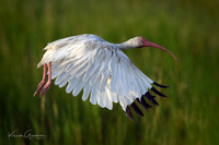 White Ibis