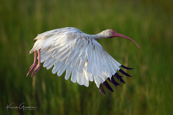 White Ibis