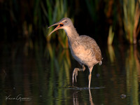 Clapper Rail