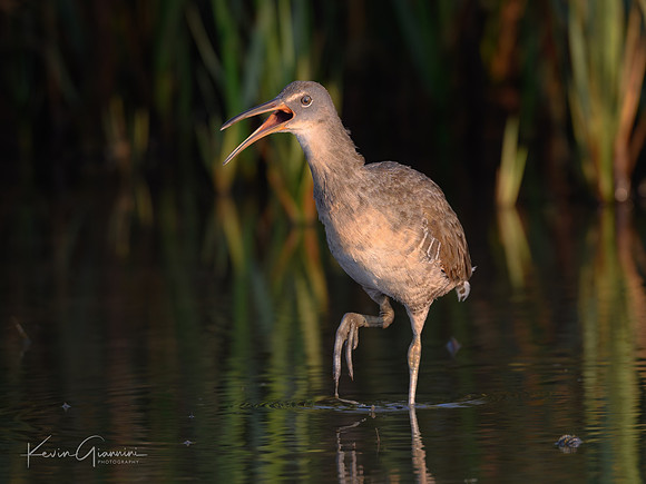 Clapper Rail