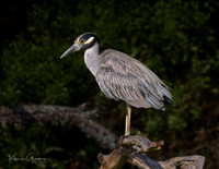 Yellow-crowned Night Heron